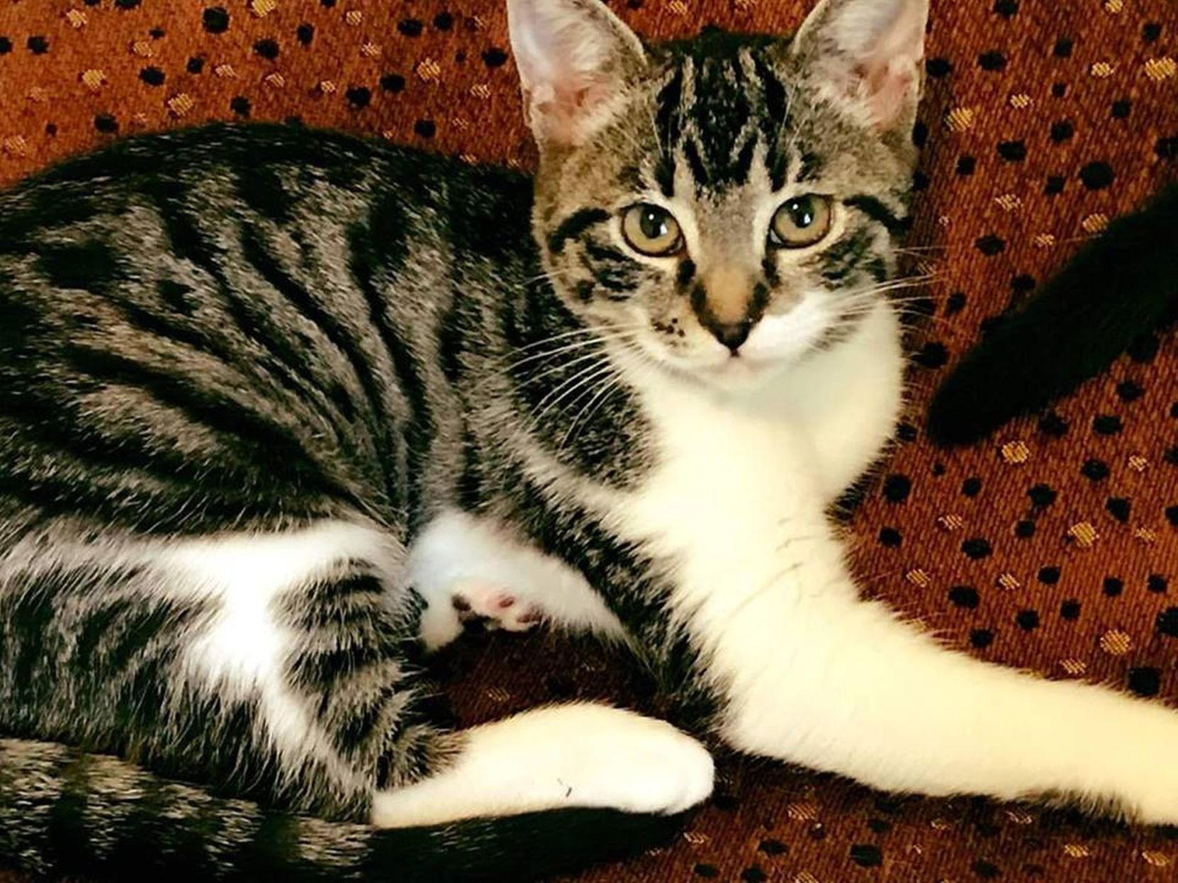 Pet of the Week: Frankie